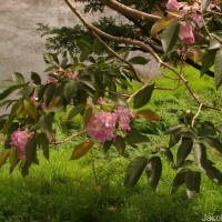 Tabebuia rosea (Bertol.) Bertero ex A.DC.